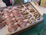 HAMAKATUSAKANA080222.jpg