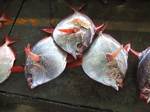 akamanbou080611.jpg