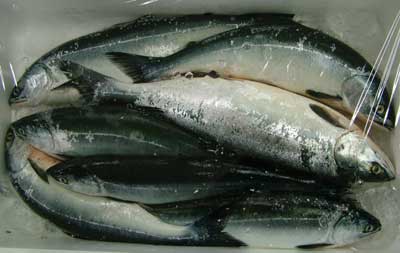 aomasu.jpg