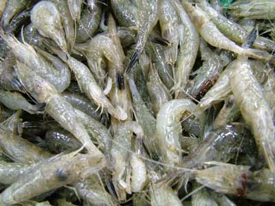 ebijako.jpg