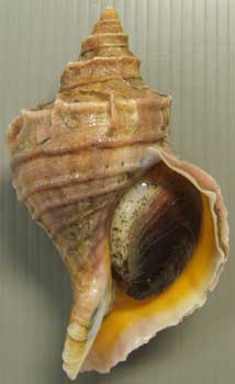 ezobora00001.jpg