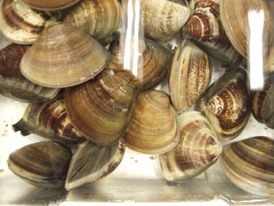 hamaguri060713.jpg