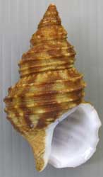 himomaknnibai.jpg