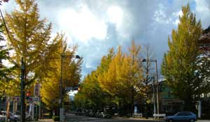 icho.jpg