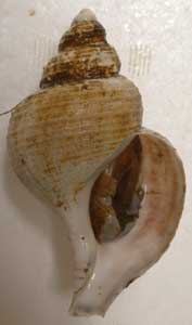 kaburaezo035.jpg