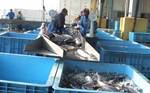 katuo08061122.jpg