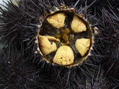 kitamurraasa.jpg