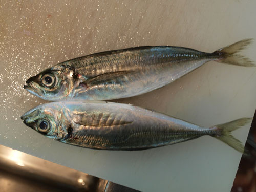 koaji09.jpg