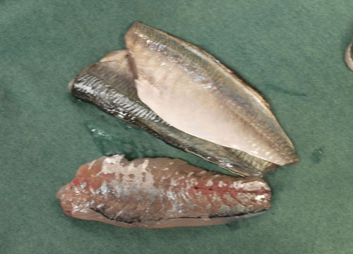 koaji09999.jpg
