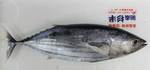 kogatuo0610.jpg
