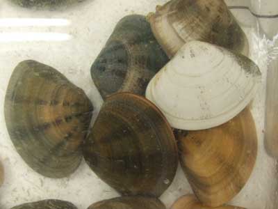 kotama060713.jpg