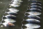 kuromaguro080611.jpg