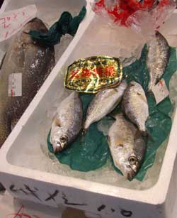 kurosagi.jpg