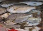 kurosagi07091.jpg