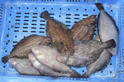 kuroyanagi001.jpg
