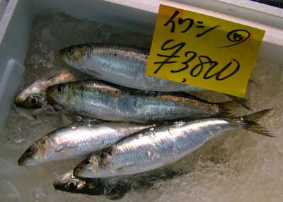 maiwasitakane.jpg
