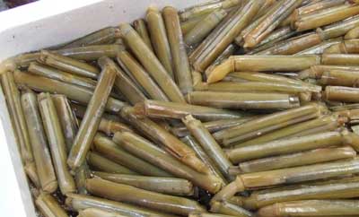 mategaiiiiii.jpg
