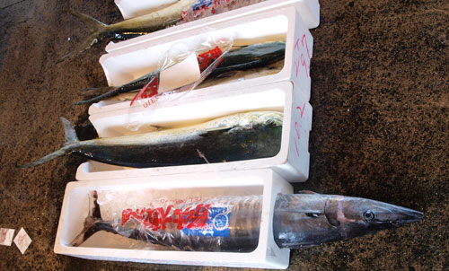 matue09033.jpg