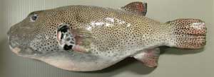moyoufugu.jpg