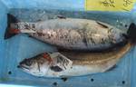 oosuke08061452.jpg