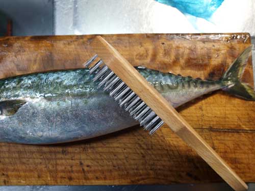 saba001.jpg