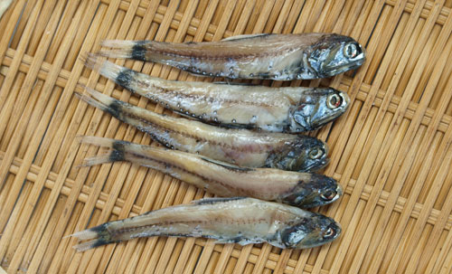 sagami09.jpg