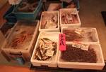 sakana0802211.jpg