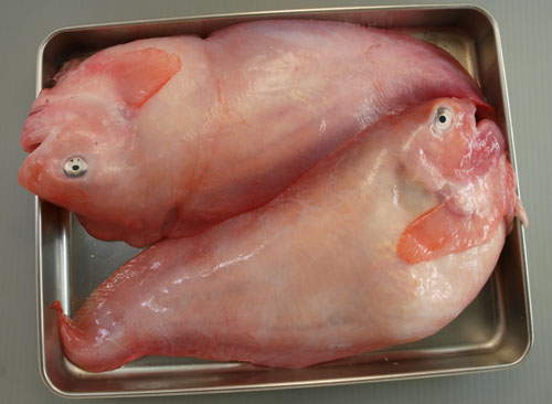 sakebikunin09.jpg
