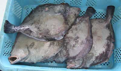 samegarei002.jpg
