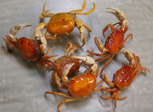sawagani09.jpg