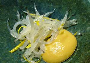 sirauo.jpg