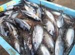 tonbo08061112121.jpg