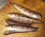 toragisu06122.jpg
