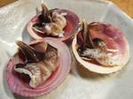 torigai080514.jpg
